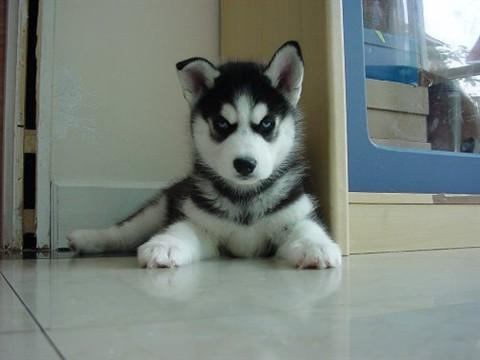 哈士奇乱喊乱叫的原因