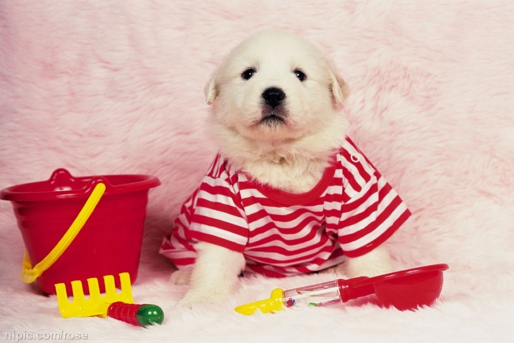 狗狗不爱穿衣服怎么办?