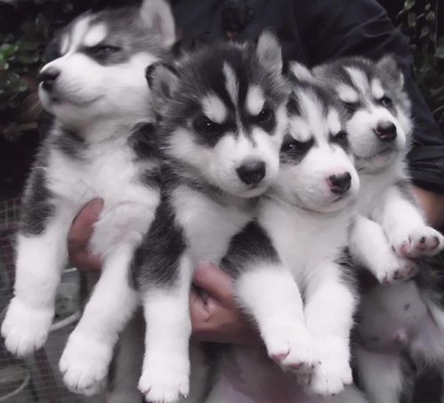 小哈士奇吃什么