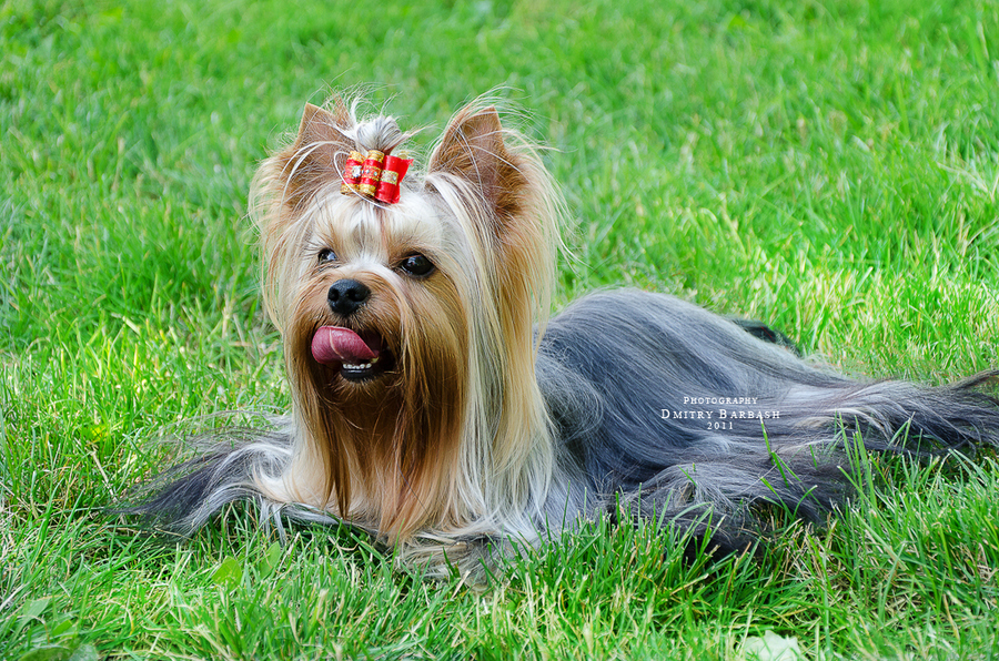 如何选购约克夏梗犬