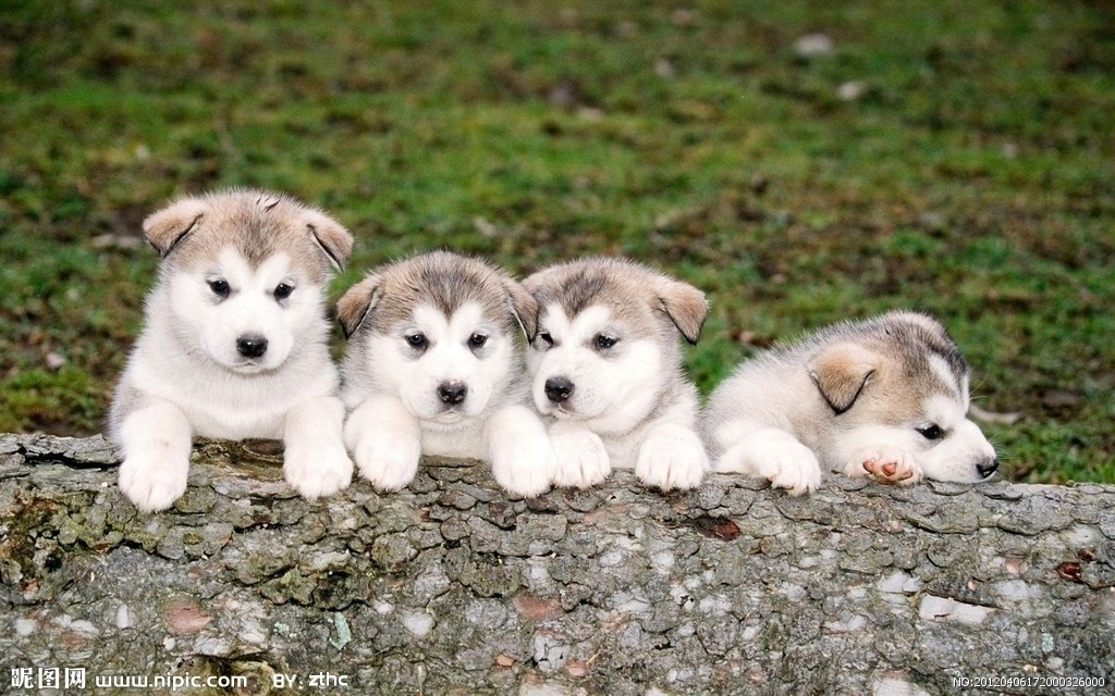 怎么判断狗狗是否健康