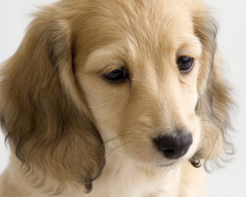 到哪里去购买宠物犬好