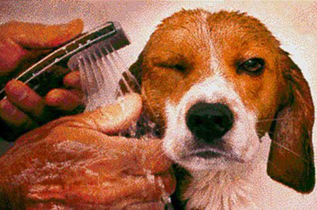 狗狗不喜欢洗澡怎么办