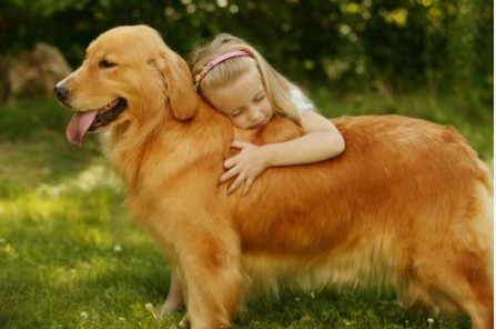 金毛寻回犬的加强训练