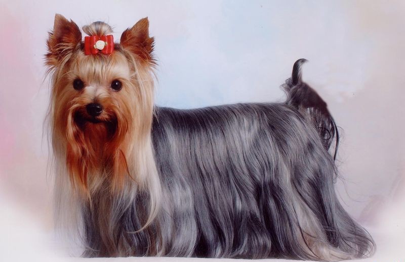 选购约克夏梗犬要检查它的灵活性