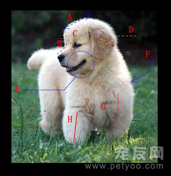 怎样挑选一条好的小金毛犬