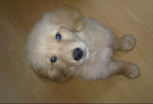 犬瘟热初期症状怎么治疗