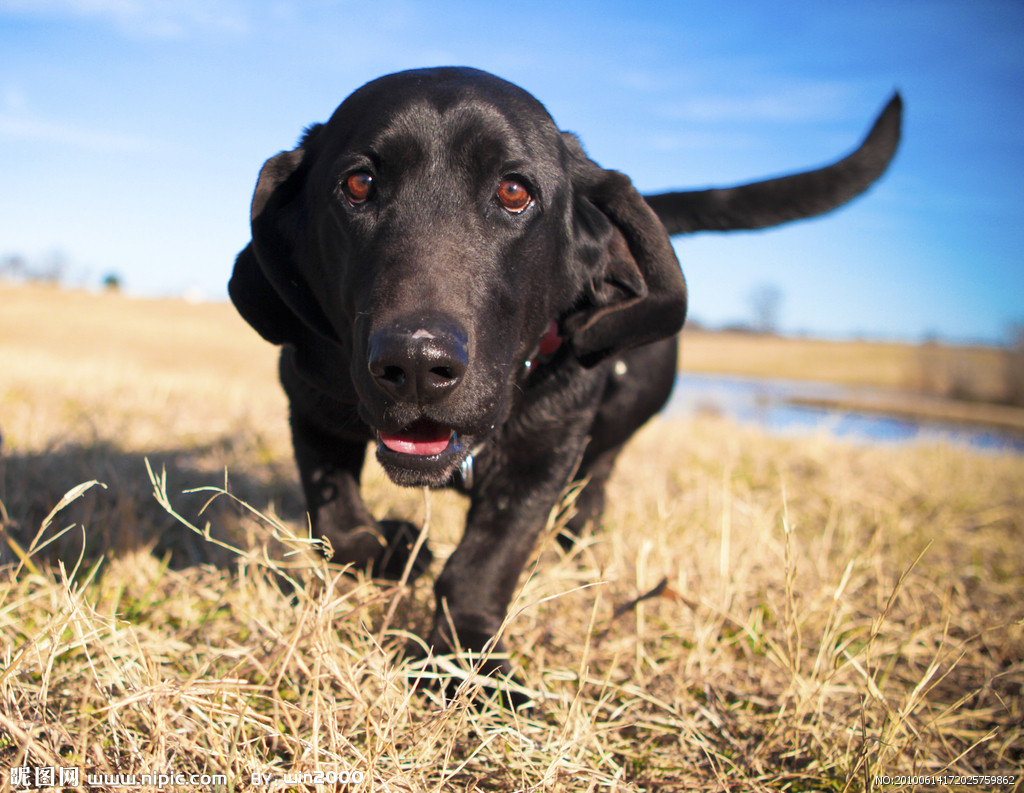 拉布拉多该进行的加强训练