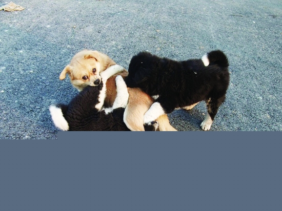 怎样避免狗狗之间的打架