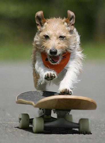 掌握训练狗狗的最佳时间