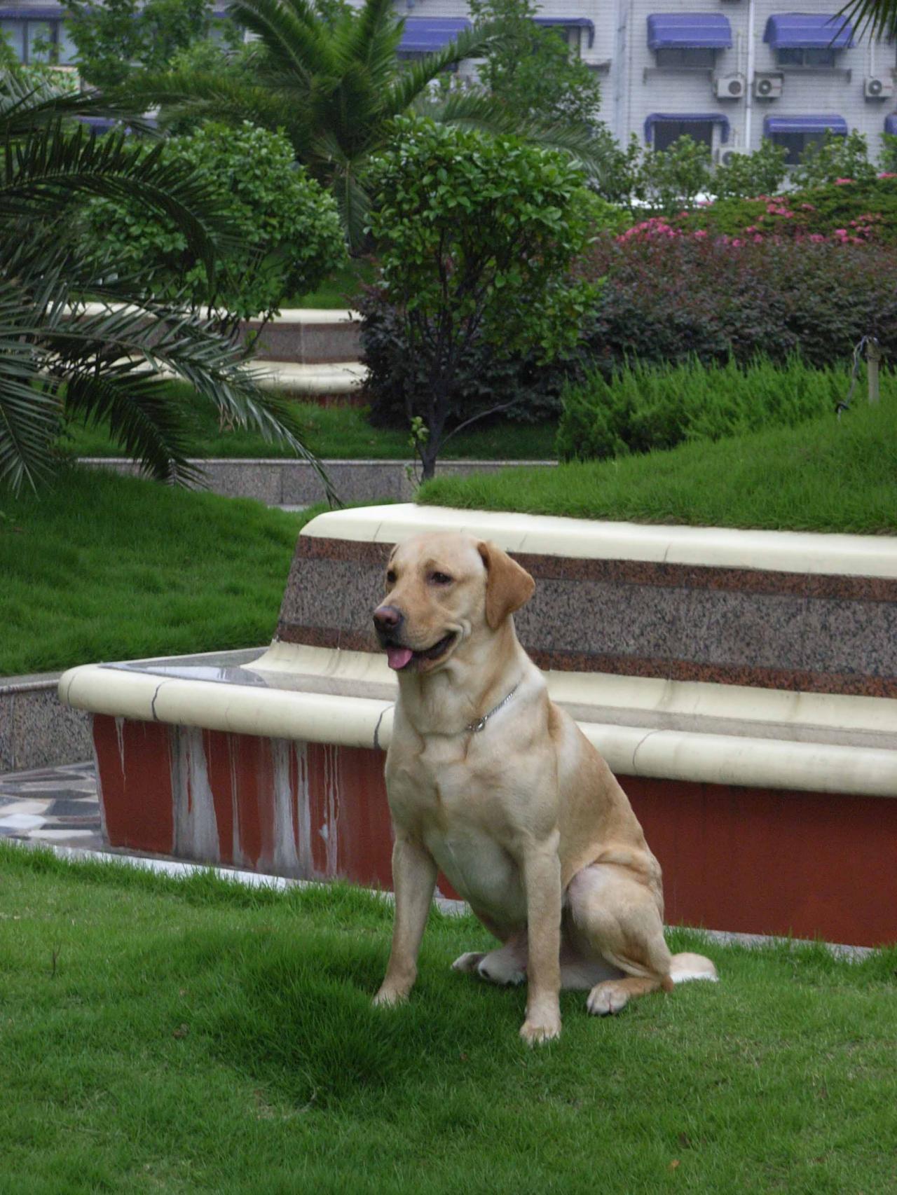 拉布拉多排便训练