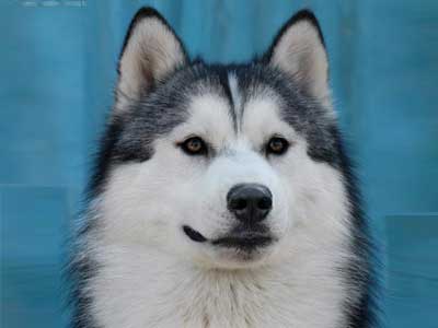 如何带着哈士奇遛弯