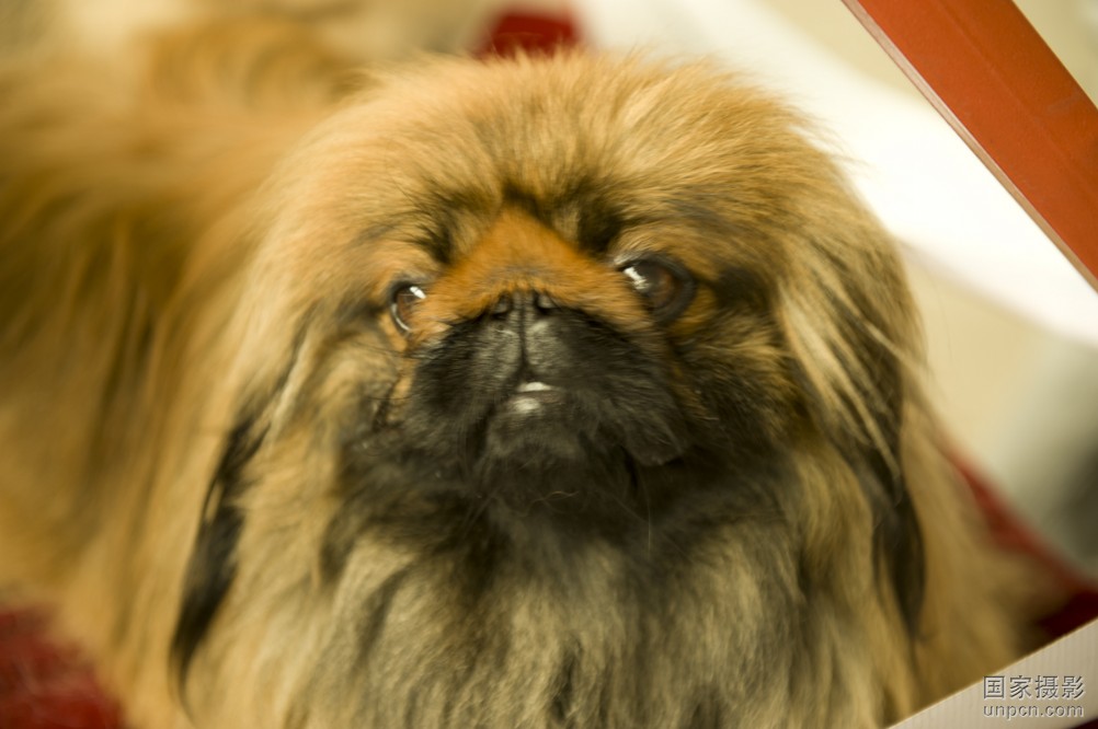 北京犬(北京狮子狗)特点和图片