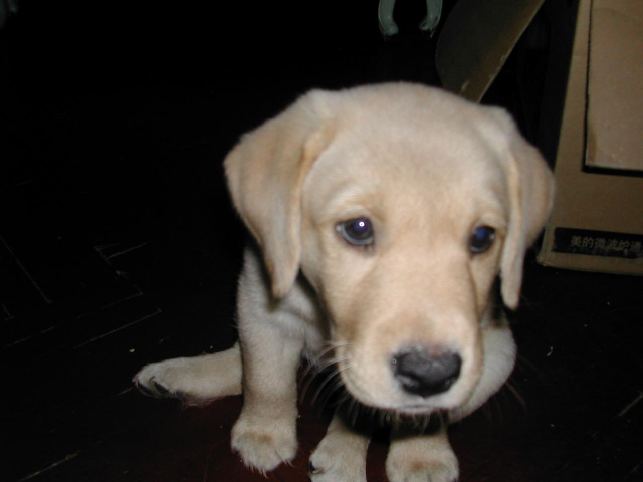 拉布拉多眼睛泪腺分泌物