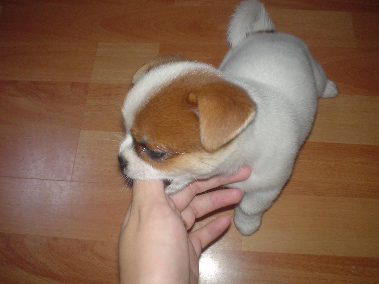 饲养宠物犬注意事项