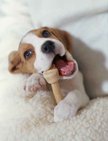 狗狗产前检查的重要性