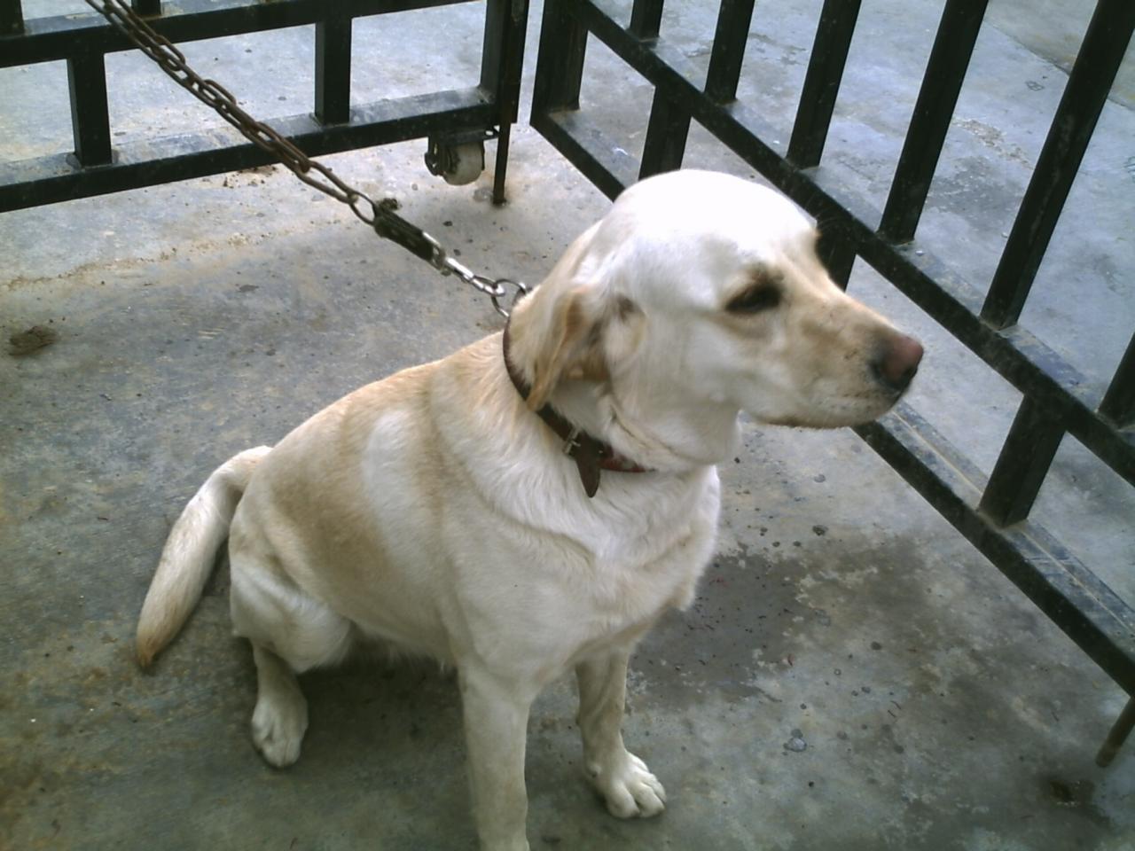 拉布拉多腹泻传染病