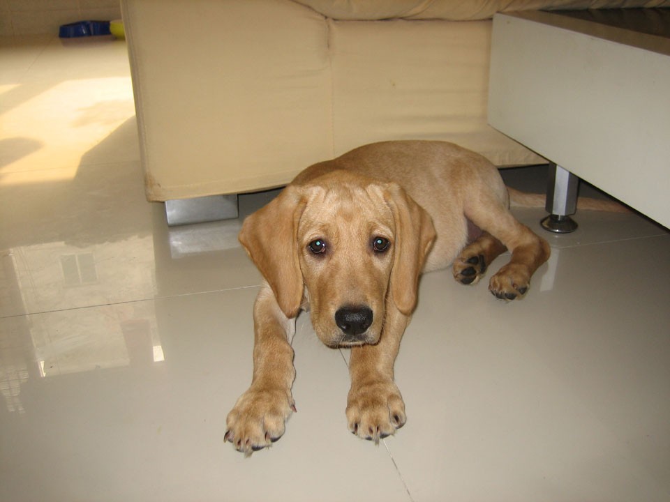 如何照顾好不同时期的拉布拉多