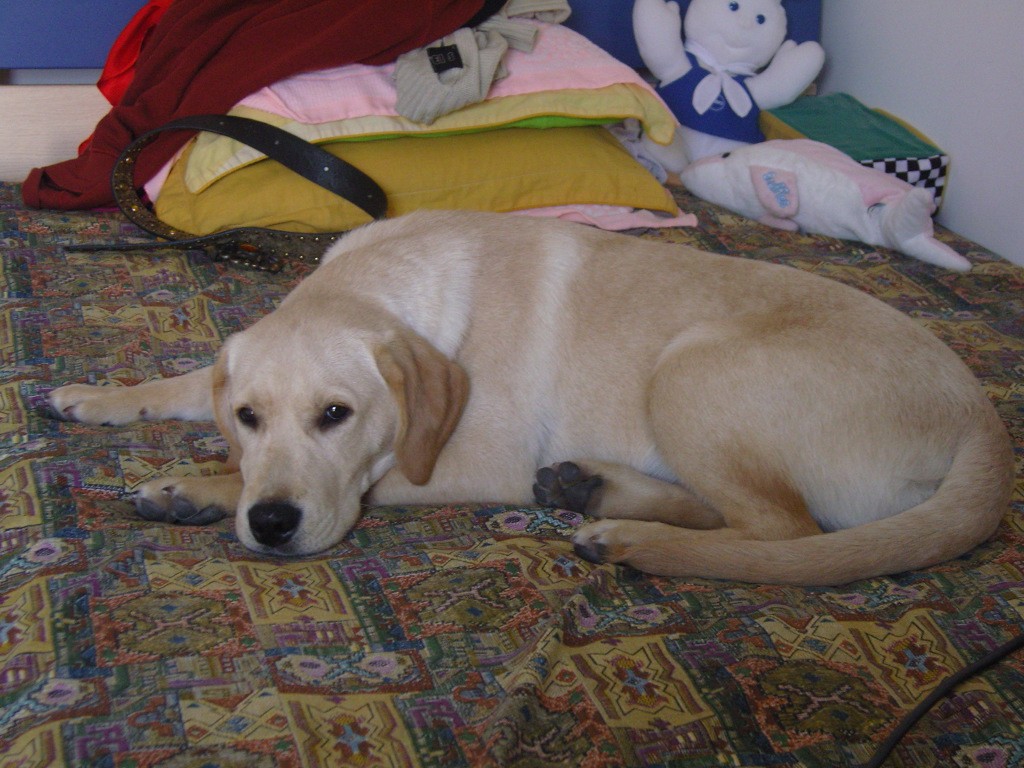 拉布拉多饮食注意事项