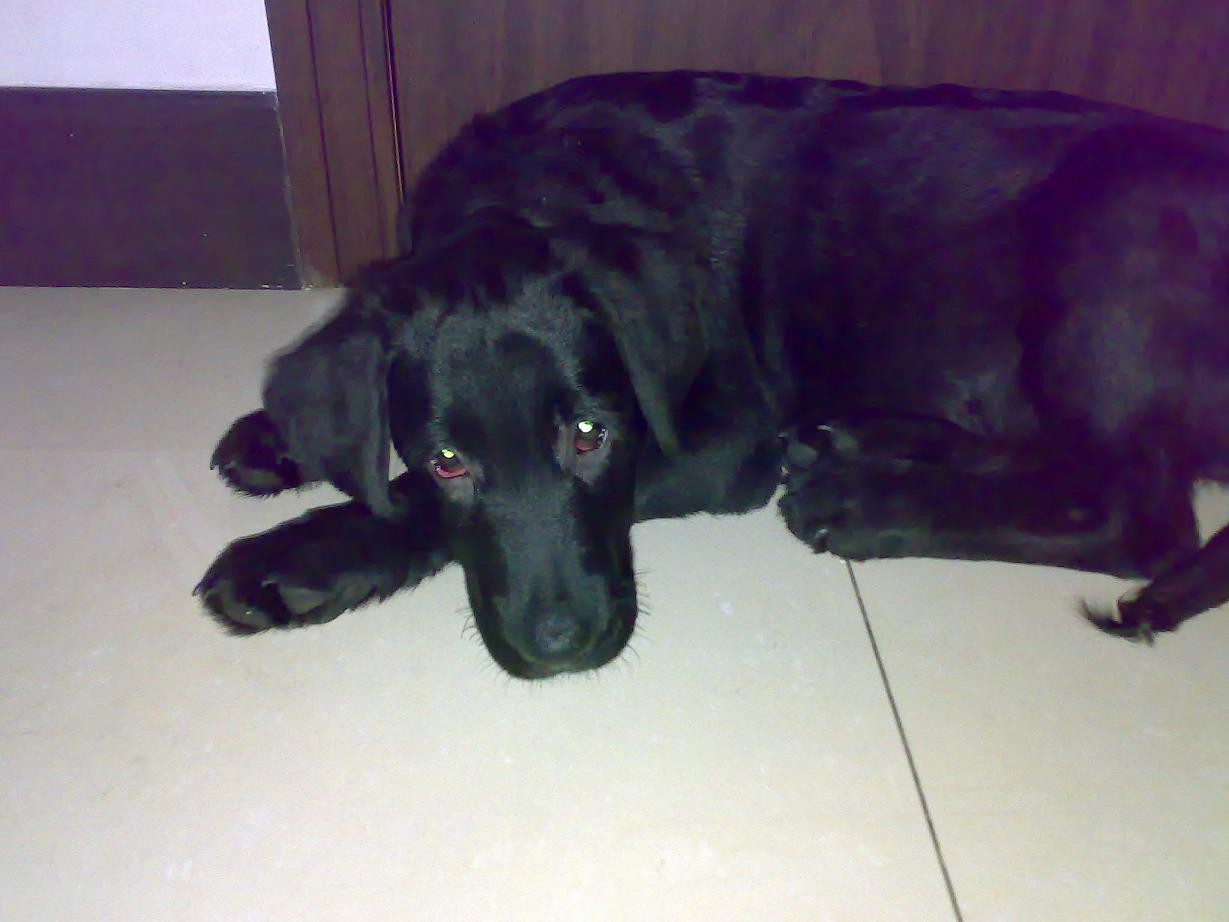 拉布拉多疫苗接种