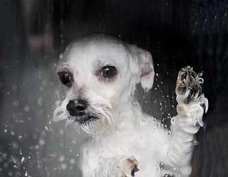 狗狗身上有皮屑怎么办