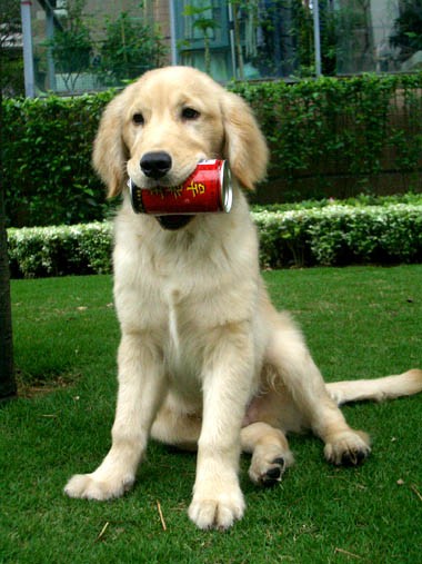 金毛犬多大开始训练好_金毛什么时候开始训练