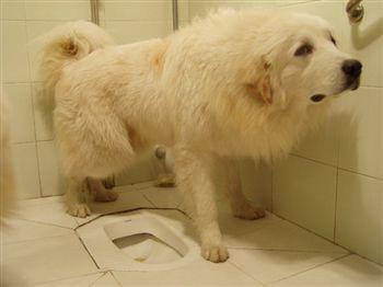 幼犬排便训练的最佳时机