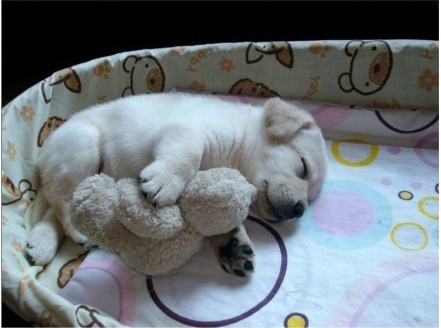 拉布拉多性格温顺