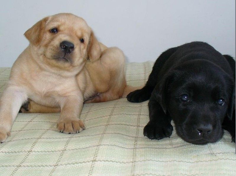 拉布拉多夏天不爱进食