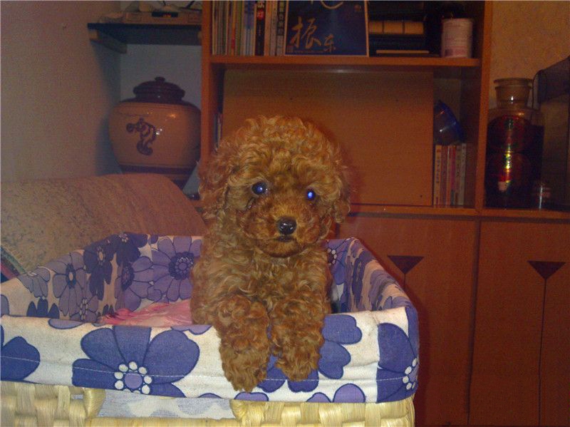 如何给贵宾犬加强营养