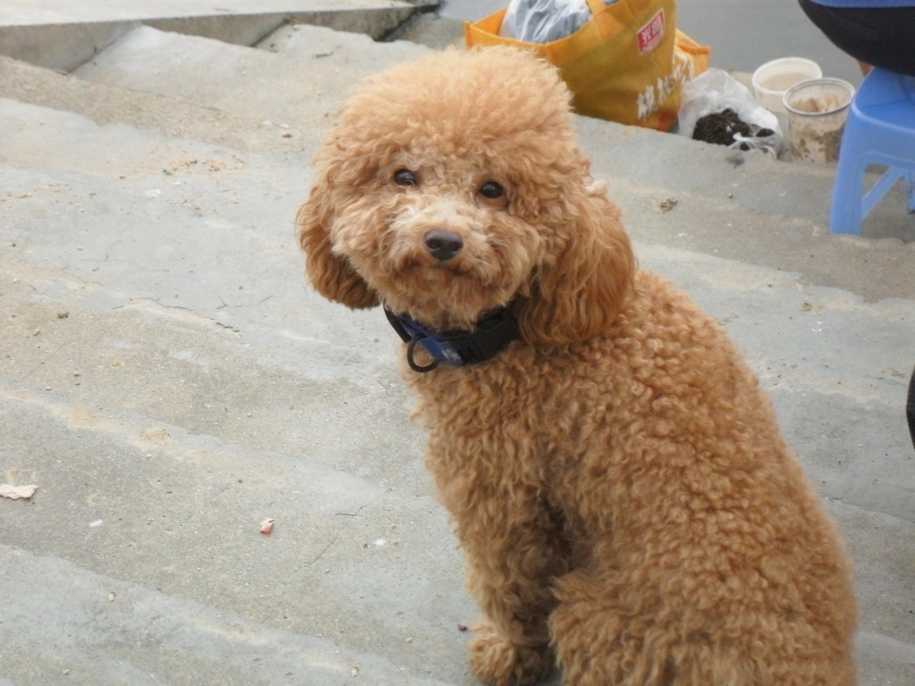 夏季如何照顾狗狗