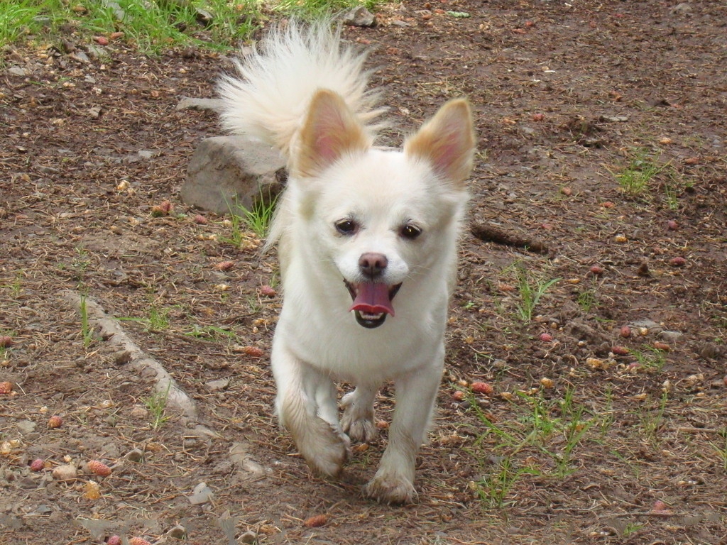 夏季狗狗的防暑降温工作