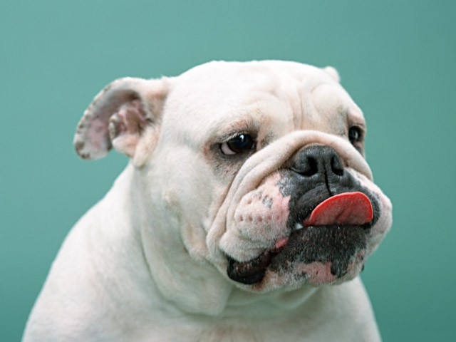 如何照顾老年宠物犬的生活