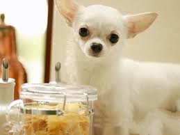 饲养吉娃娃的注意事项