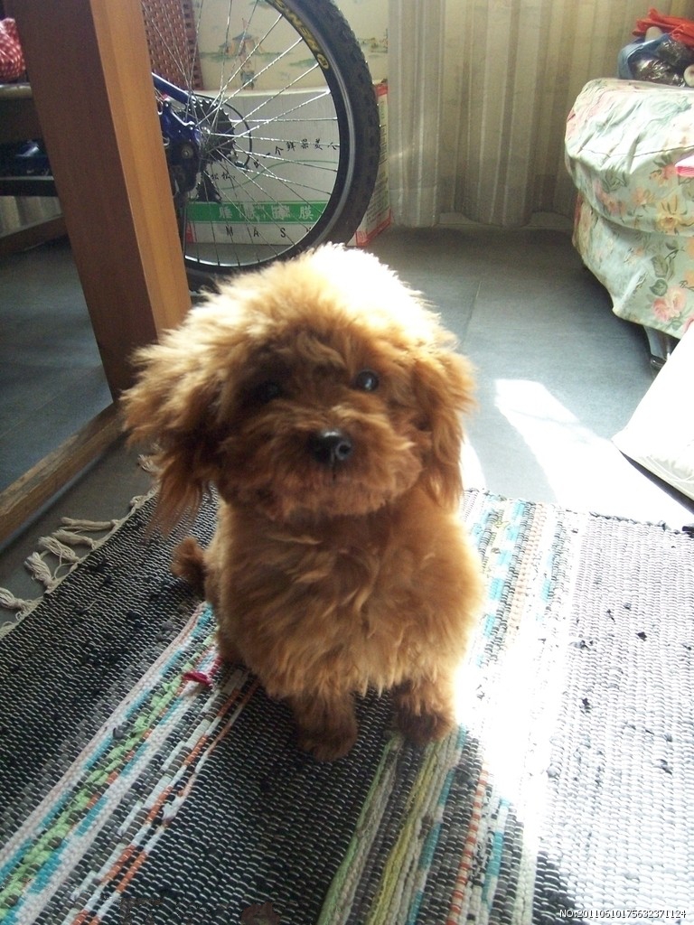 治疗泰迪犬螨虫的注意事项