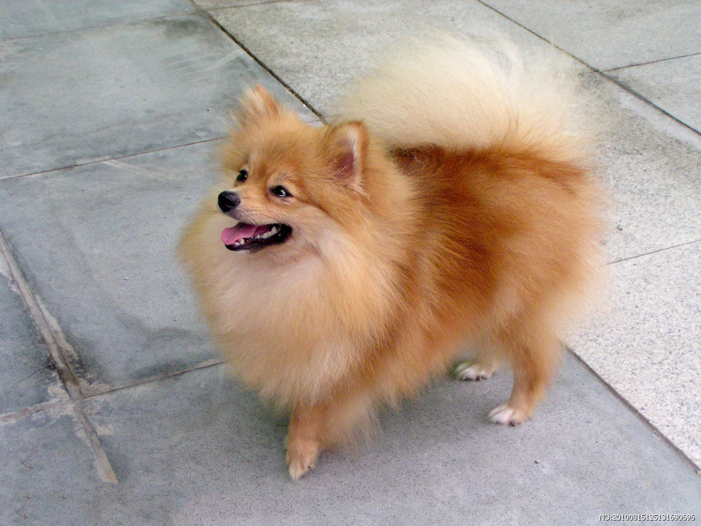 博美犬维保流血受伤怎么办