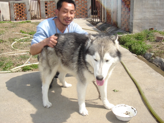 哈士奇日常生活需要哪些维生素