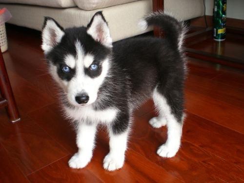 哈士奇消化不良怎么办