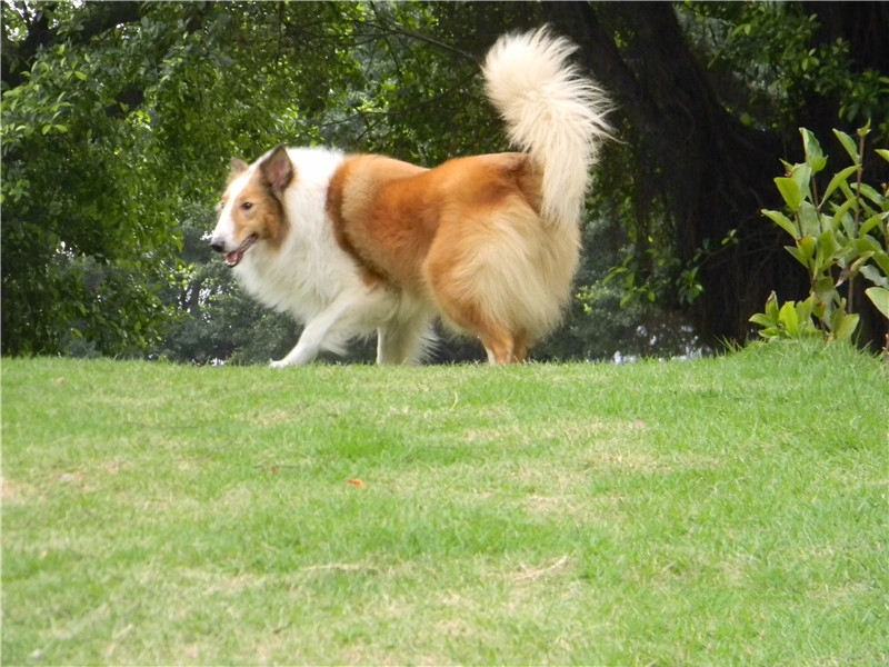 宠物犬食欲不好怎么办