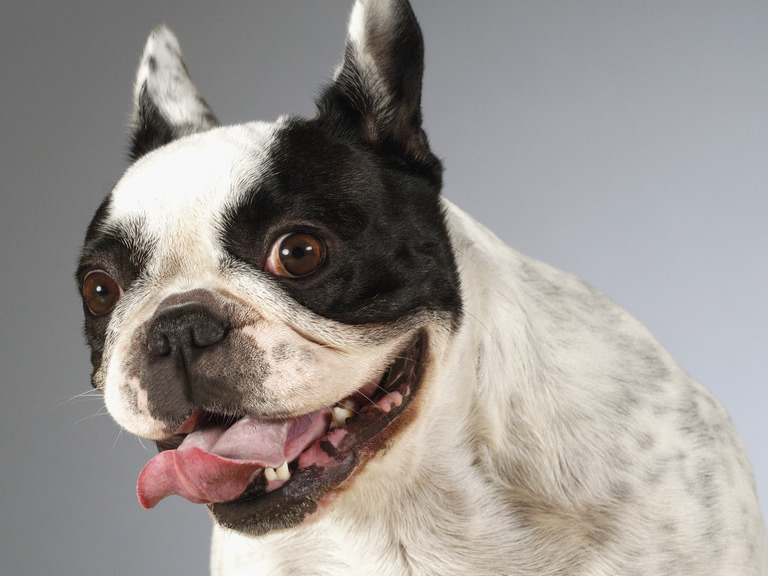 哪些人不适合养狗