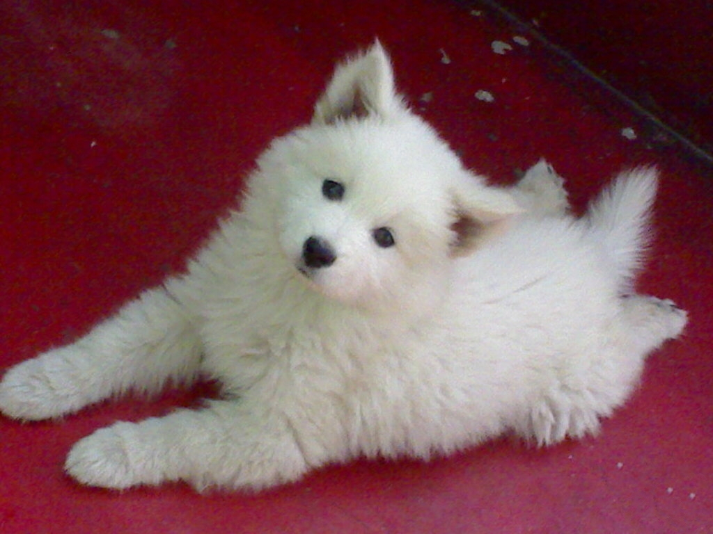 宠物犬细小和感冒的问题