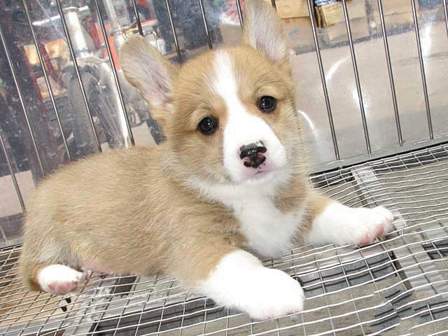 保护狗狗眼睛的注意事项