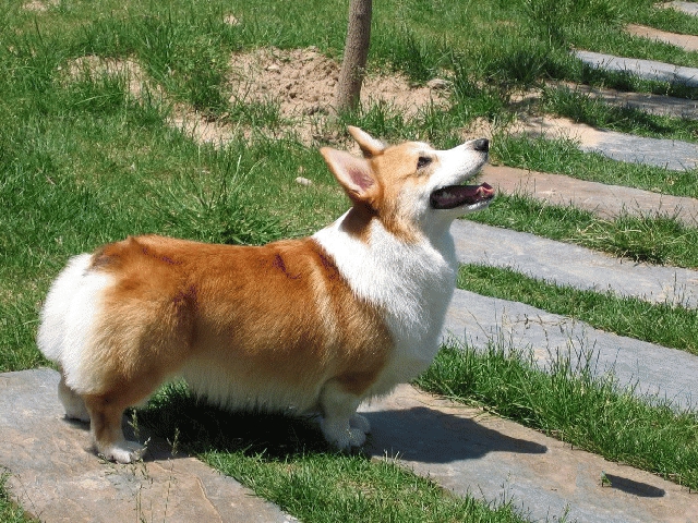 宠物犬如何预防真菌病