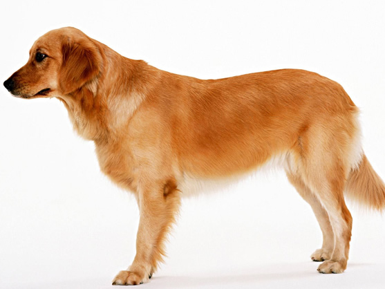 菜鸟入门：养什么宠物狗比较好