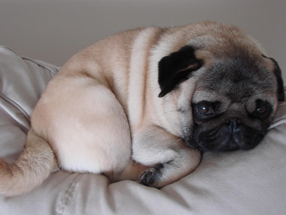 宠物犬春季健康的管理