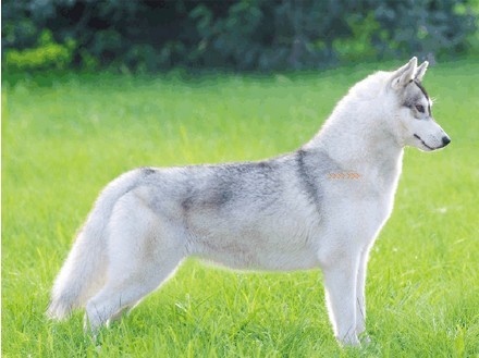 哈士奇的来源及其最初功能