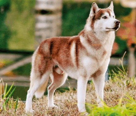 哈士奇的星球性格特点