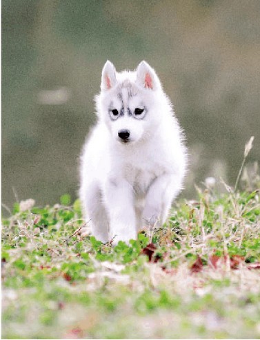 如何挑选健康的哈士奇幼犬