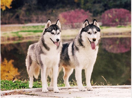 宠物犬血统选配及其繁殖规律
