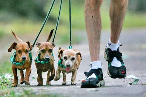 不要每天固定时间带狗狗散步